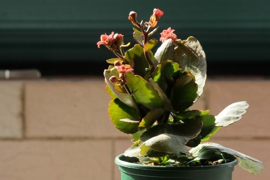 長壽花