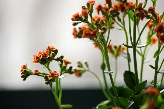 長壽花