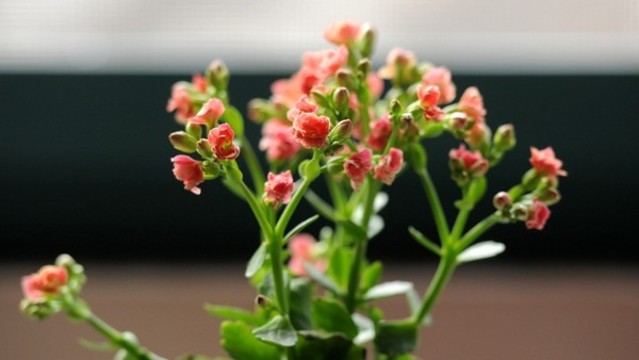 長(zhǎng)壽花