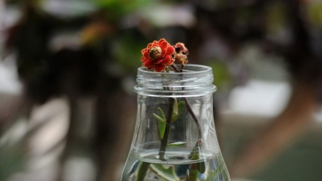 長(zhǎng)壽花
