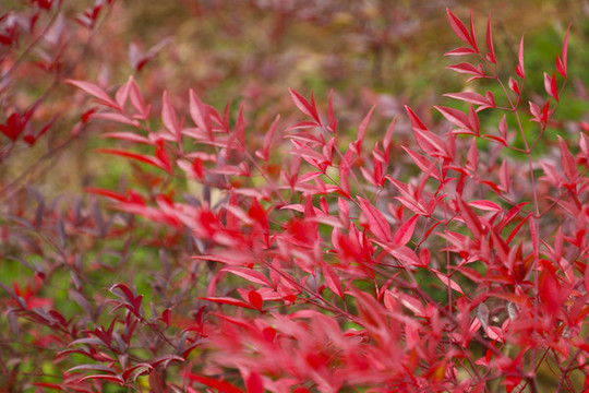紅樹葉
