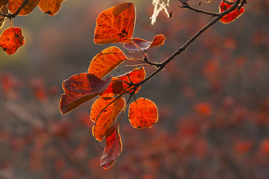 紅葉
