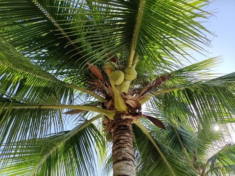椰樹椰林