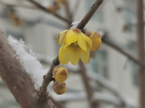 臘梅