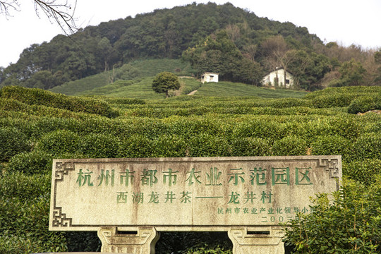 西湖龍井茶園