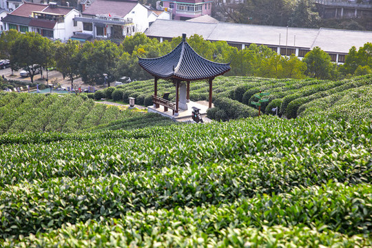 西湖龍井茶園