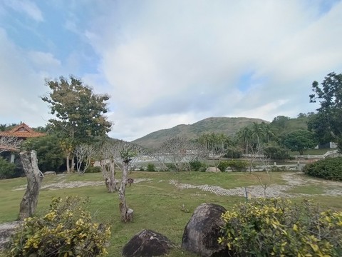 熱帶森林植被
