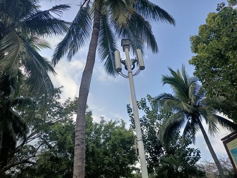 熱帶森林植被