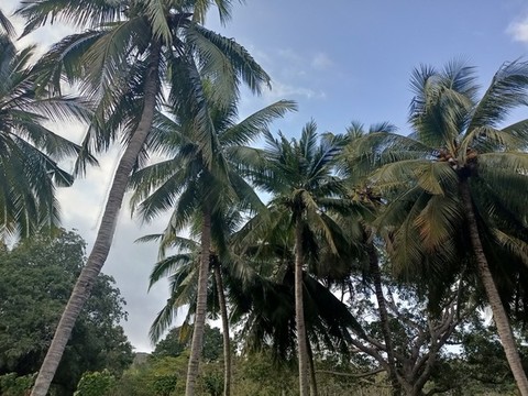 椰樹椰林