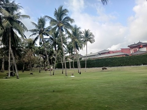 椰樹椰林