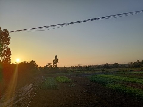 樹(shù)木植物