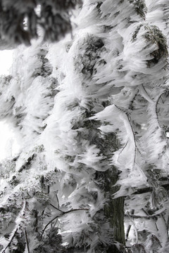 江西贛州峰山雪景霧松