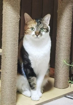 花貓