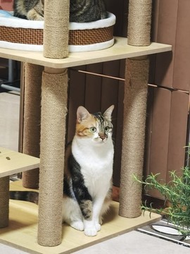 花貓