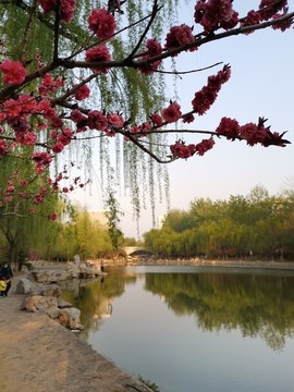 桃紅柳綠風(fēng)景