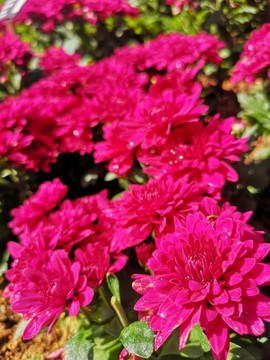 2022年虎年迎春花卉