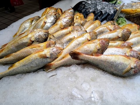 黃魚