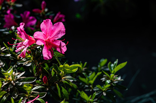 盛開的杜鵑花