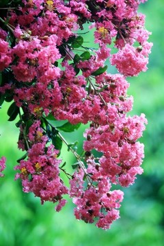 紫薇花