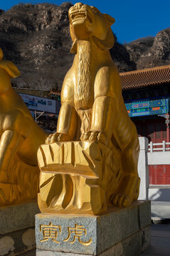 寅虎