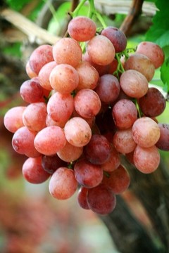 紅提