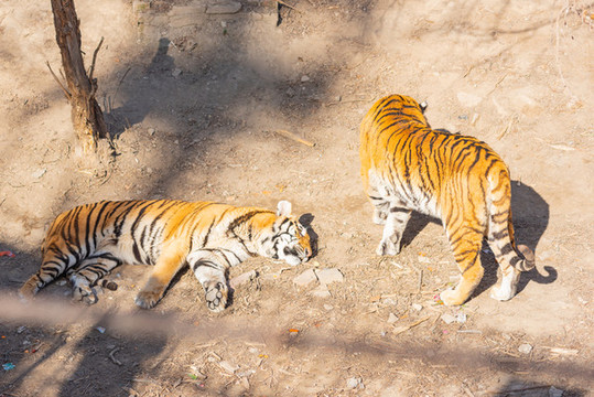 動物園里的老虎