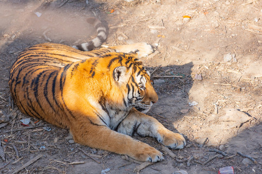 動物園里的老虎
