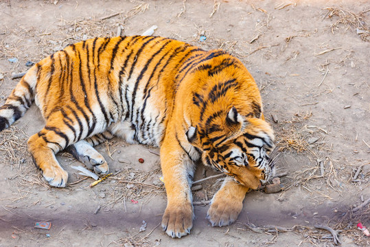 動物園里的老虎