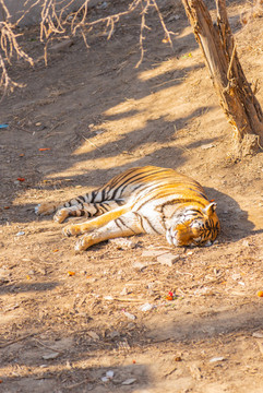 動物園里的老虎