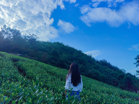 茶山