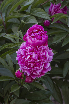 芍藥
