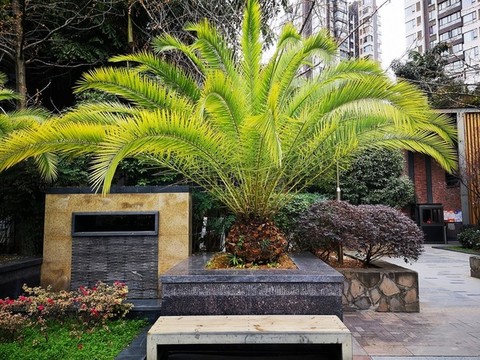 加拿利海棗