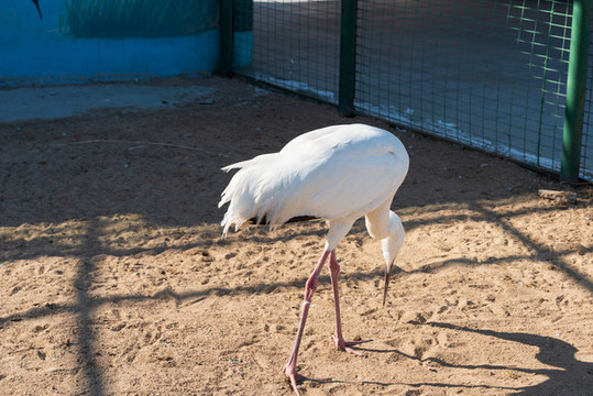 黃河口的鳥