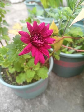 菊花