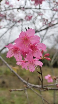 鐘花櫻桃