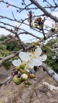 李花