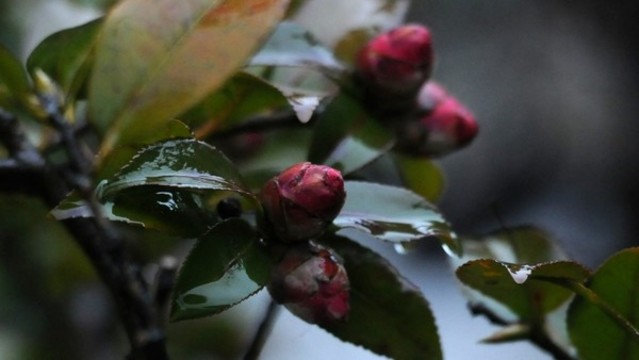 茶梅