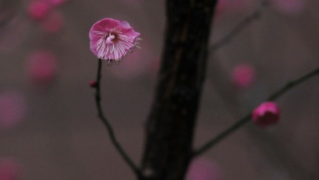 紅梅