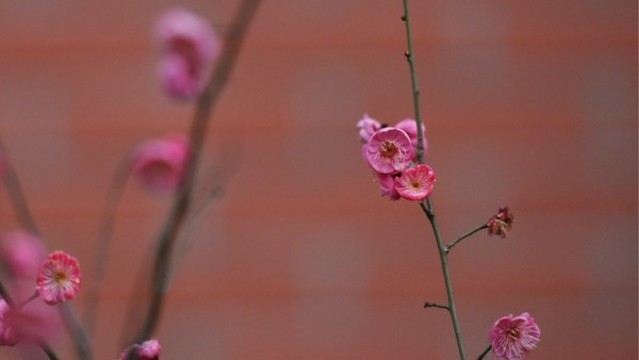 紅梅