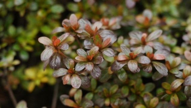 杜鵑花