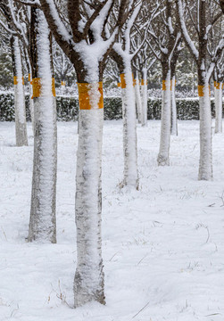 樹(shù)與雪