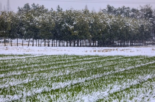 鄉(xiāng)間雪韻別樣美