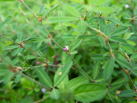 豆科植物雞眼草
