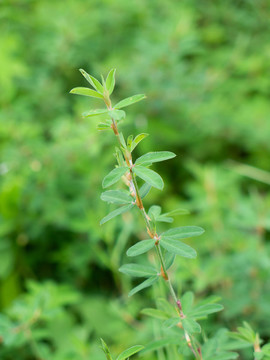 豆科植物雞眼草