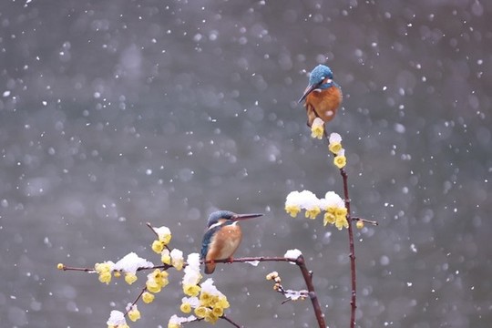 雪中翠鳥