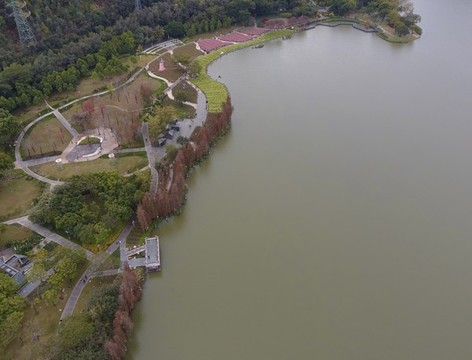 順峰山公園花海