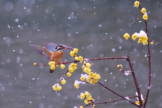 雪中翠鳥