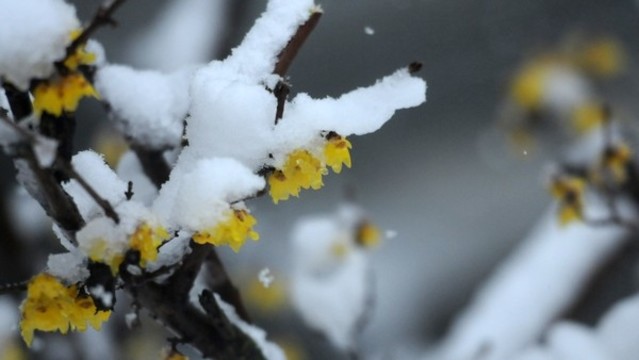 冰雪臘梅