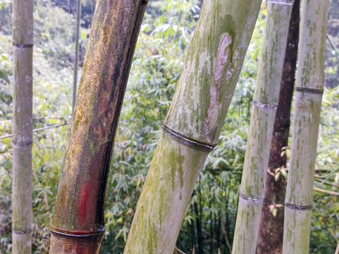 竹干