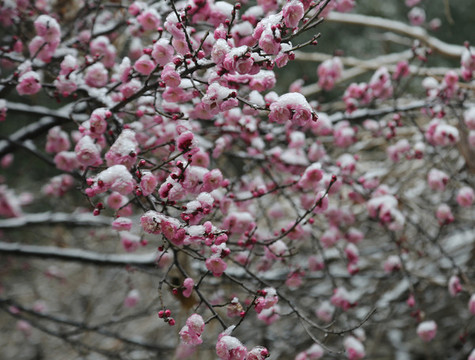 梅花雪